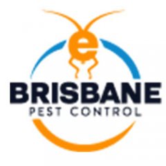 E Spider Control  Brisbane